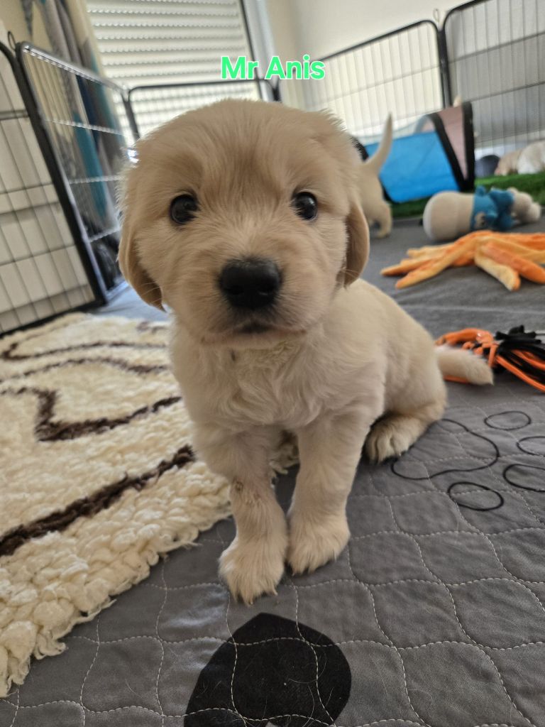 Of Tasty Love - Chiots disponibles - Golden Retriever