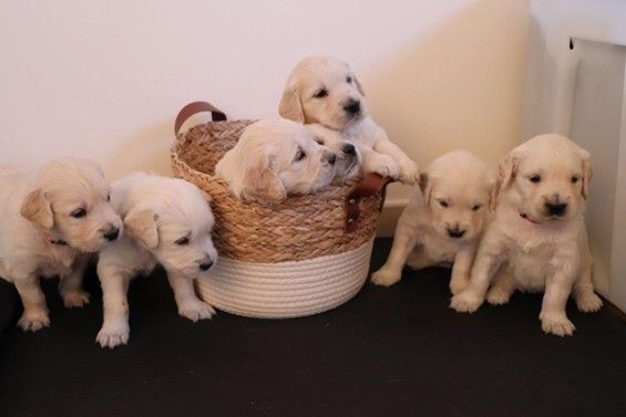 Chiot Golden Retriever Of Tasty Love