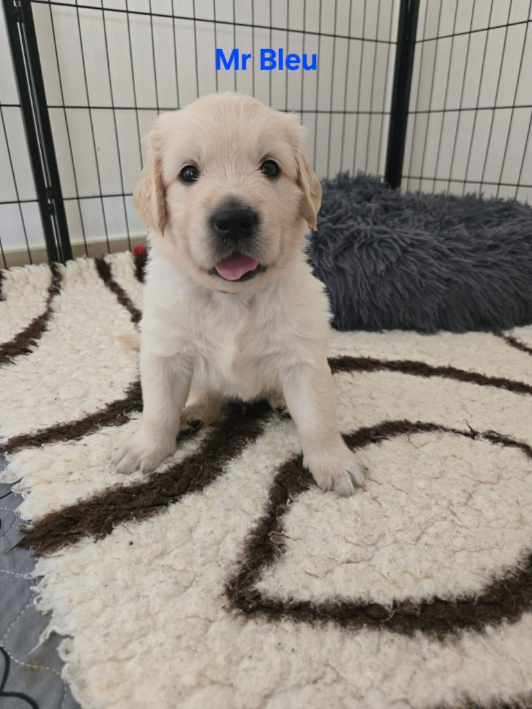 Of Tasty Love - Chiots disponibles - Golden Retriever