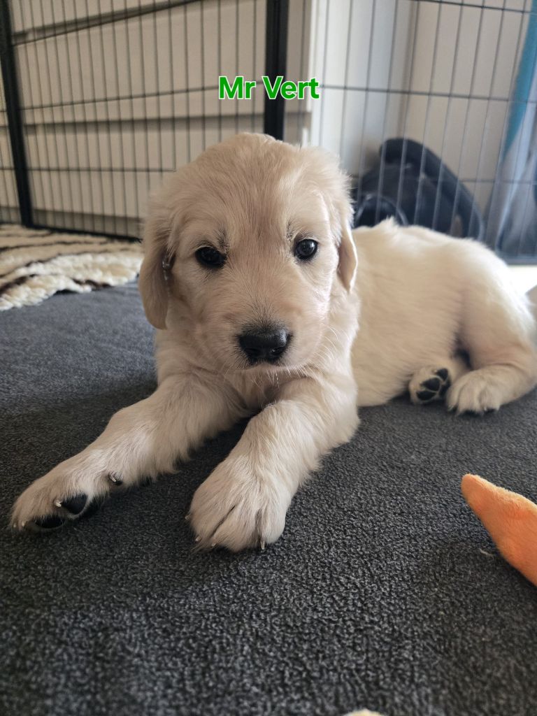 Of Tasty Love - Chiots disponibles - Golden Retriever