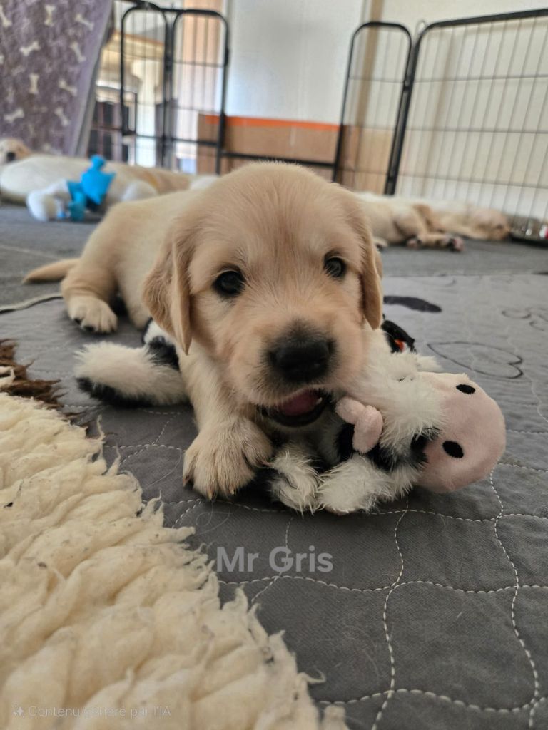 Of Tasty Love - Chiots disponibles - Golden Retriever