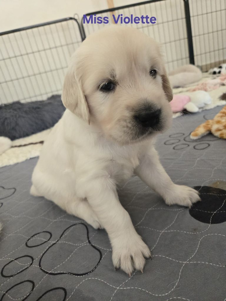 Of Tasty Love - Chiots disponibles - Golden Retriever
