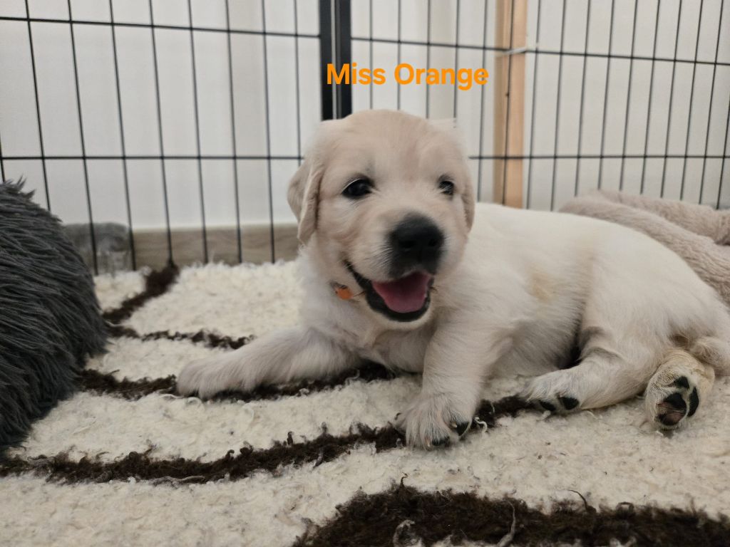 Of Tasty Love - Chiots disponibles - Golden Retriever