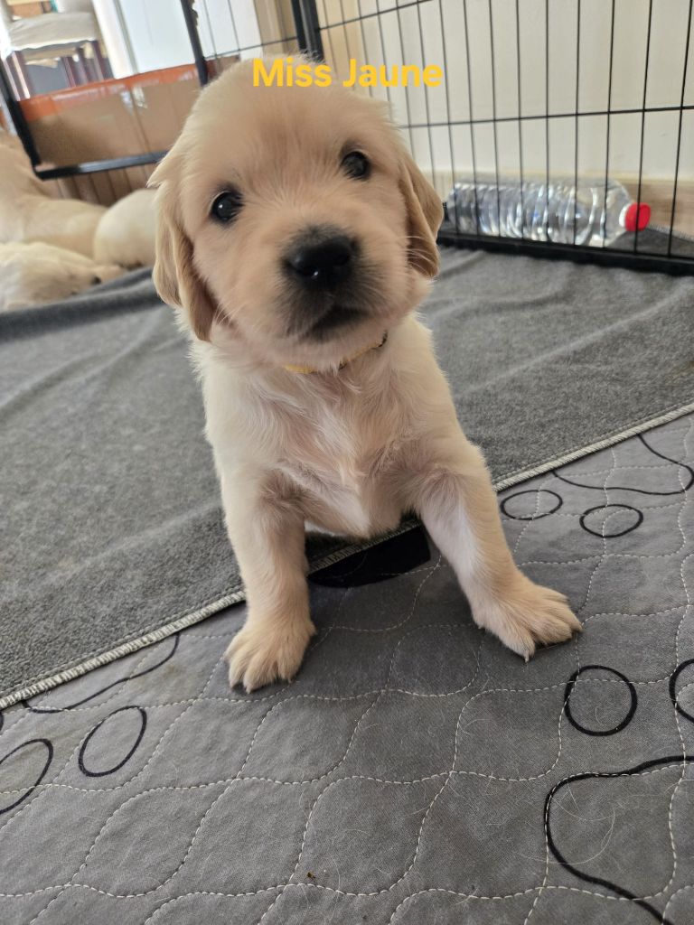 Of Tasty Love - Chiots disponibles - Golden Retriever