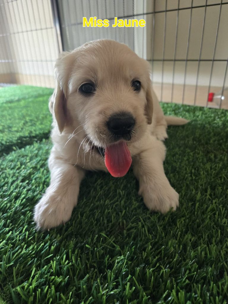 Of Tasty Love - Chiots disponibles - Golden Retriever
