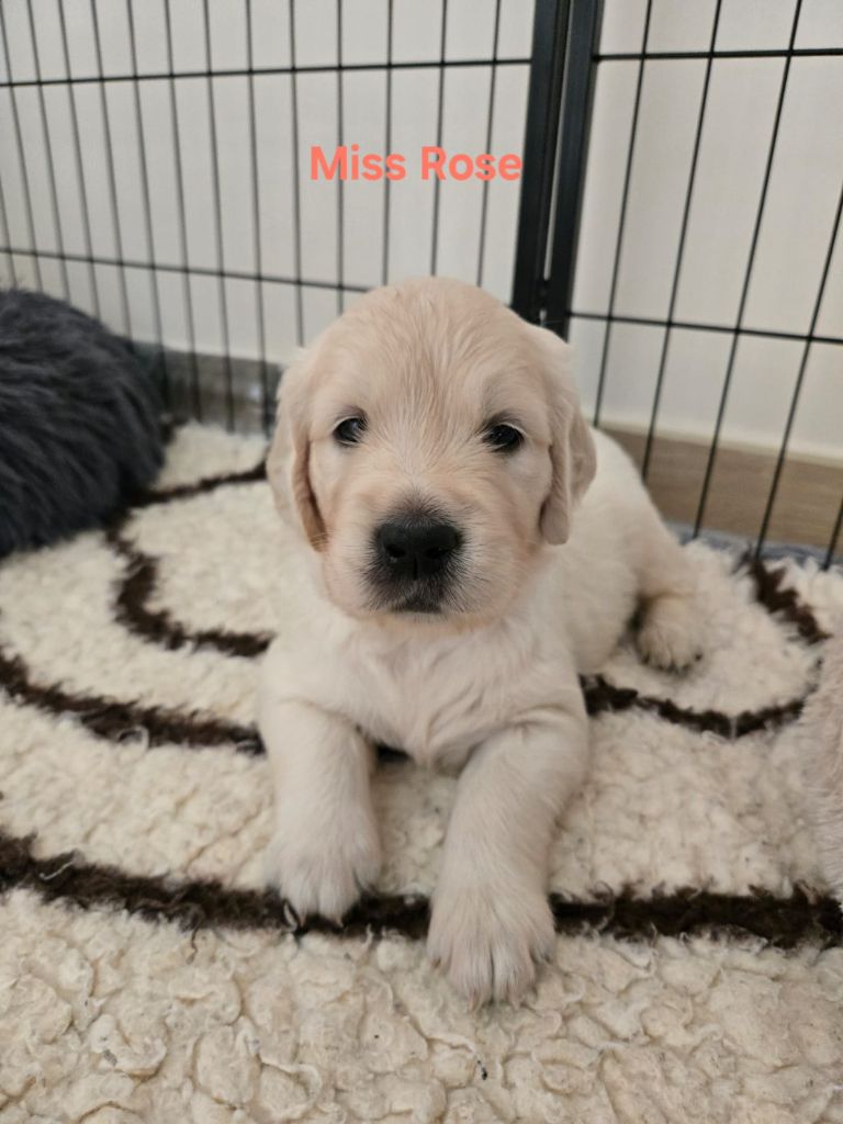 Of Tasty Love - Chiots disponibles - Golden Retriever