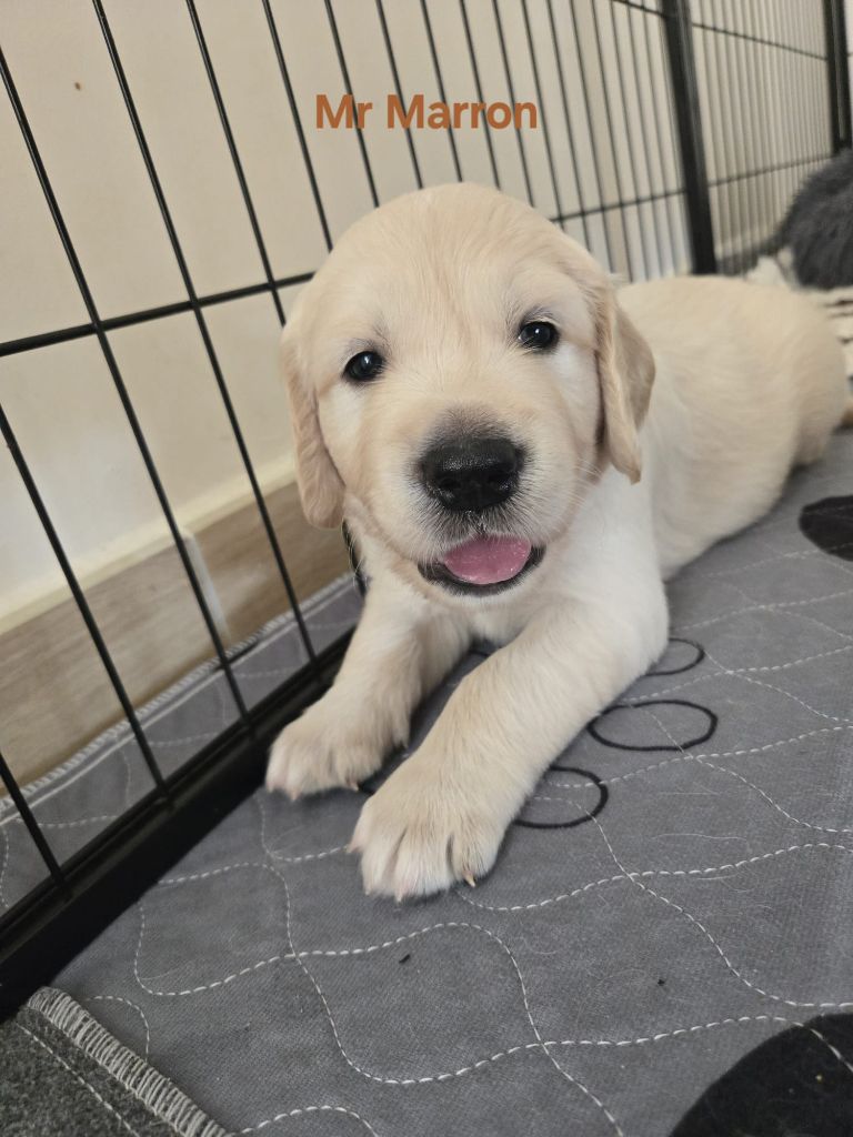 Of Tasty Love - Chiots disponibles - Golden Retriever