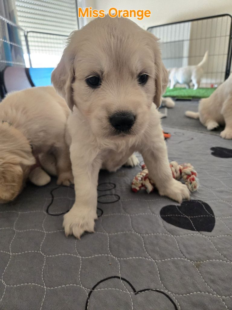 Of Tasty Love - Chiots disponibles - Golden Retriever